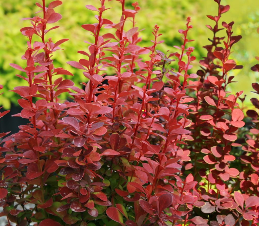 Berberis