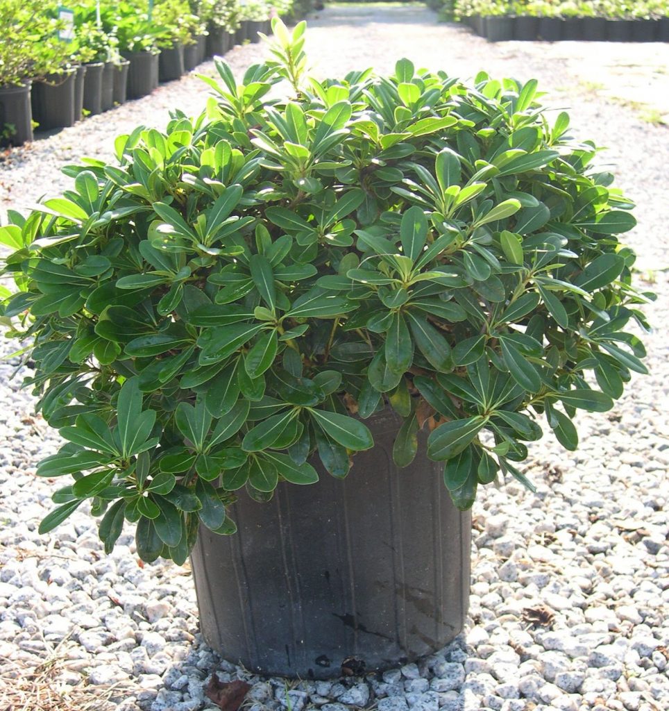 Pittosporum